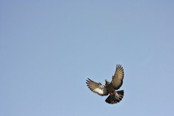 Flying pigeon space for text