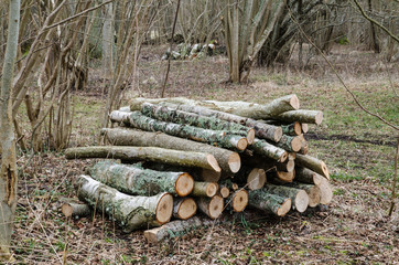 Firewood pile in a deciduous forest