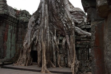 Fototapeta na wymiar Ta Prohm Temple in Angkor, Siem Reap, Cambodia