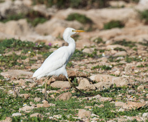 Fototapeta premium Cattle Egret 