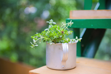 Fresh Thyme