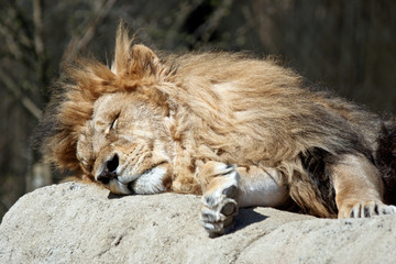 lion sleeping