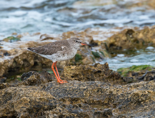 Common Redshank