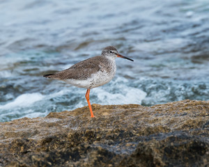Common Redshank