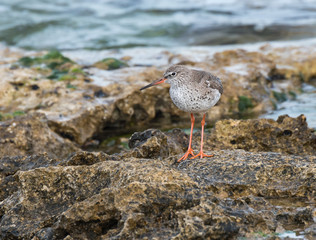 Common Redshank