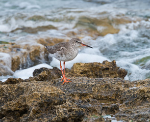 Common Redshank