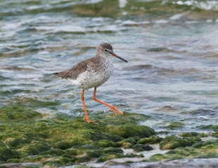 Common Redshank