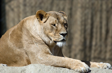 lioness