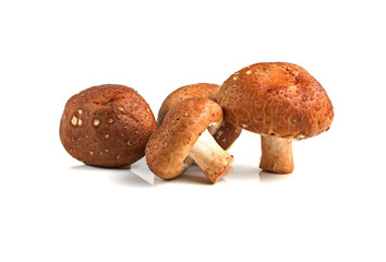 Shiitake mushroom on the White background