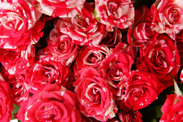 Beautiful roses close-up