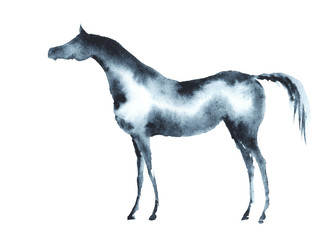 Fototapeta na wymiar Wet watercolor arabian horse. Vector.
