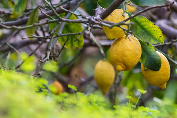 Lemons on tree with shamrocks on foreground