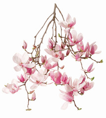 Magnolia, flower branch isolated on white