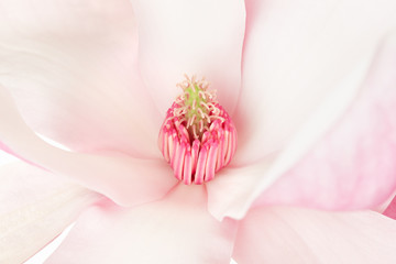 Magnolia, pink spring flower macro