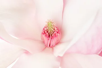 Zelfklevend Fotobehang Magnolia, pink spring flower macro © andersphoto