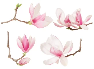 Fotobehang Magnolia bloem takje lente collectie op wit, uitknippad © andersphoto