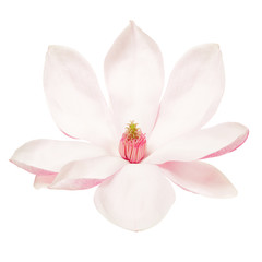 Magnolia, spring flower isolated on white, clipping path - obrazy, fototapety, plakaty
