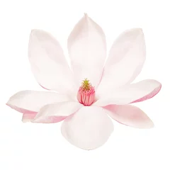 Foto op Canvas Magnolia, lentebloem geïsoleerd op wit, uitknippad © andersphoto