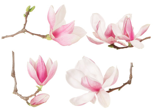 Magnolia flower twig spring collection on white, clipping path