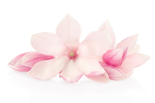Magnolia, pink flowers and buds group on white, clipping path