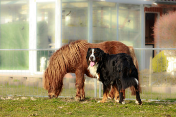 Berner Sennenhund mit Pony