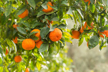 Oranges on tree, Sicily.