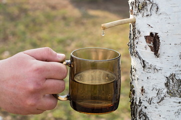 collect birch sap