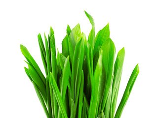 Wild leek isolated on white