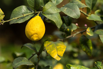 Lemons on tree, Sicily. Warm natural light