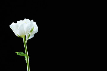 Obraz premium Fresh white tulip on black background