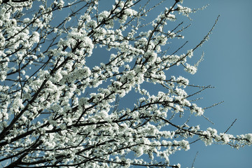 Spring cherry blossom tree on a sunny  day with a mint tint