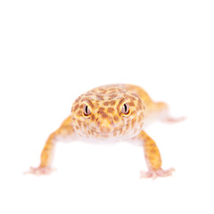 Leopard Gecko on a white background