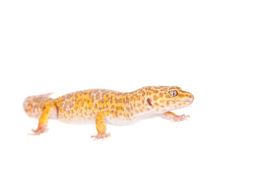 Leopard Gecko on a white background