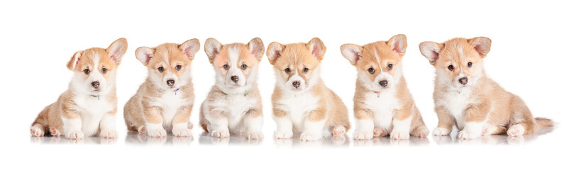 Group of pembroke welsh corgi puppies © Rita Kochmarjova