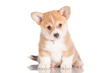 Pembroke welsh corgi puppy