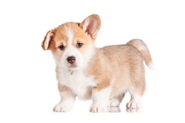 Pembroke welsh corgi puppy