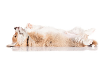 Pembroke welsh corgi puppy sleeping