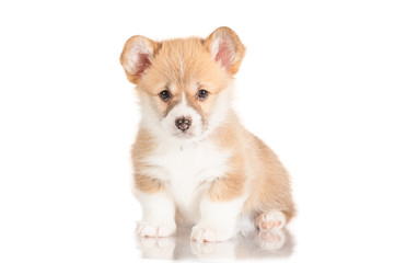 Pembroke welsh corgi puppy sitting