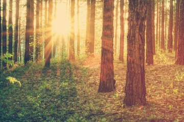 sunset in the woods, instagram retro style
