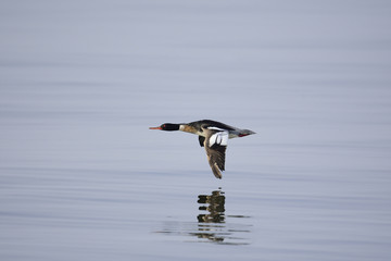 ウミアイサ飛翔