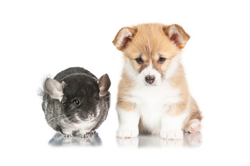Obraz premium Pembroke welsh corgi puppy with chinchilla