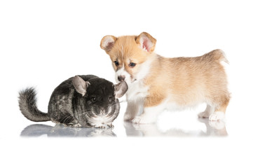 Obraz premium Pembroke welsh corgi puppy playing with chinchilla
