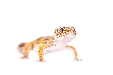 Leopard Gecko on a white background