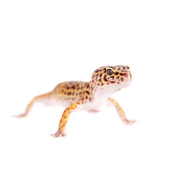 Leopard Gecko on a white background