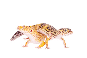 Naklejka premium Leopard Gecko on a white background