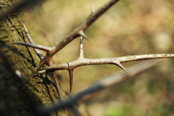 Dried branches in park