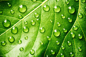 Green leaf with drops of water