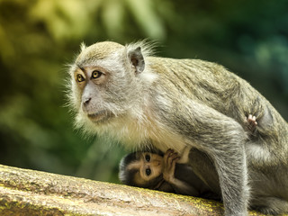 Monkey with its baby