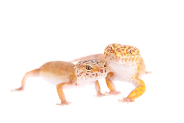 Leopard Gecko on a white background