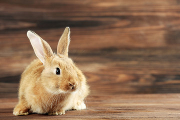 Little rabbit on wooden background
